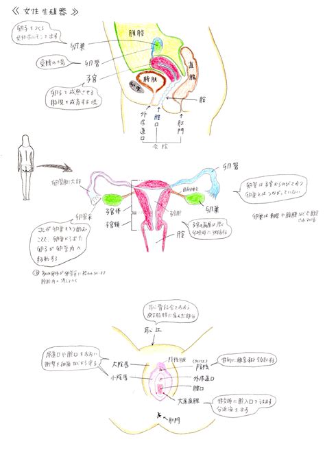 女性生殖器|女性の生殖器系の概要